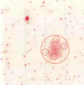 MC-Media Pad ACplus Coloring sample: Food sample pineapple