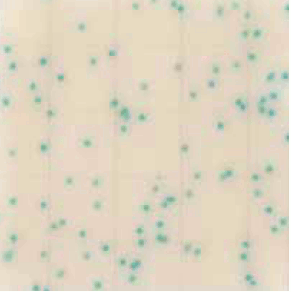 MC-Media Pad CC Coloring sample: for coliform bacteria 1