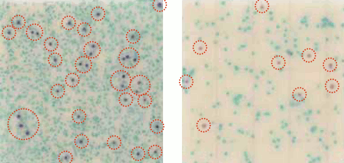 MC-Media Pad ECColoring sample: E.coli and coliforms