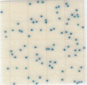 MC-Media Pad EC Coloring sample: E. coli 2