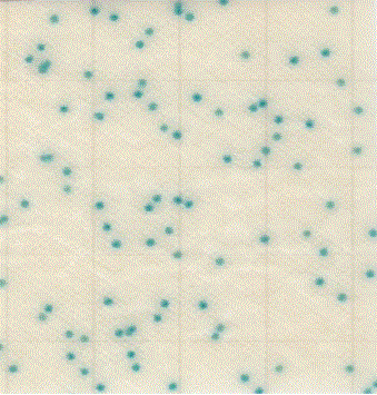 MC-Media Pad EC Coloring sample: E. coli 2