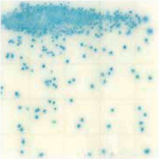 MC-Media Pad Salmonella　Coloring sample: Selective enrichment culture solution Stroke