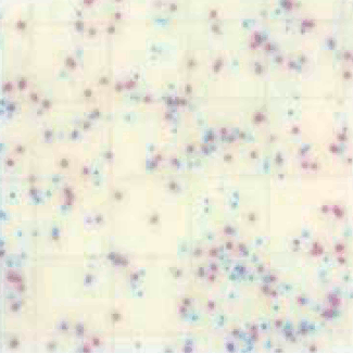 MC-Media Pad Salmonella　Color development sample: Add 1 mL of sample solution directly