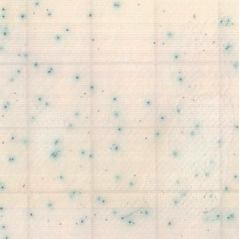 MC-Media Pad SA Coloring sample:Mixture of Staphylococcus aureus and non-Staphylococcus aureus
