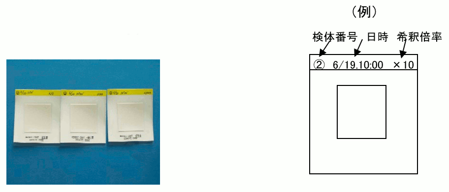 JNC MC-Media Pad ACplus 一般生菌用迅速/一般生菌用 兼用 1000枚 