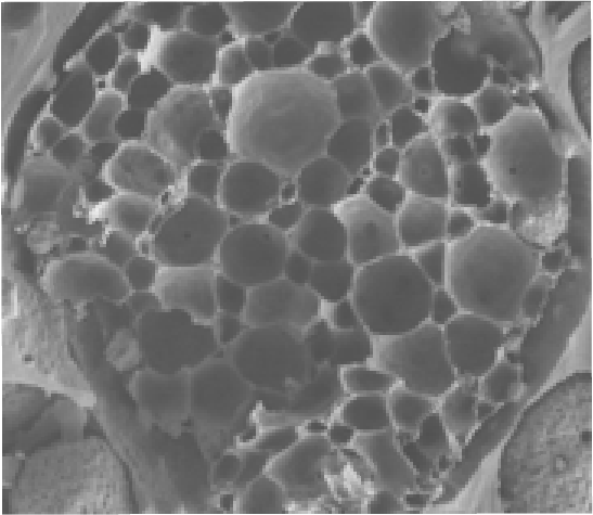 Cross section of Celluflow