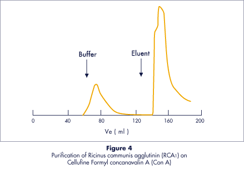 Reinigung von Ricinus communis Agglutinin (RCA) auf Cellufine Formyl Concanavalin A (Con A)