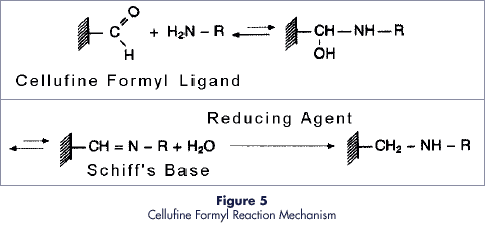 Mechanism of immobilization reaction of Cellufine Formyl