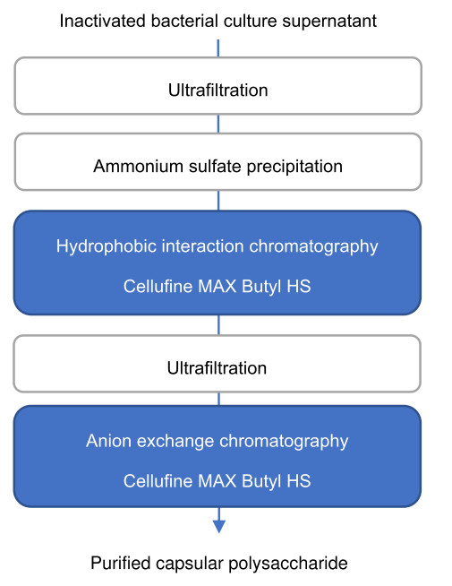 Pneumococcal vaccine purification process