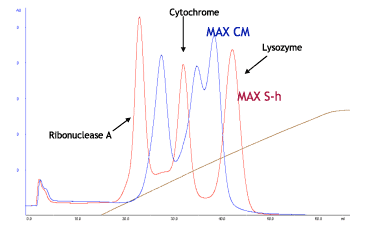 Comparison of separation patterns of model proteins of Cellufine MAX cation exchange resins