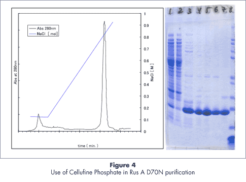Purification data of DNA-binding protein RusA D70N with Cellufine Phosphate