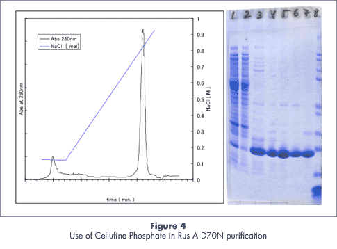 Reinigungsdaten des DNA-bindenden Proteins RusA D70N unter Verwendung von Cellufine-Phosphat
