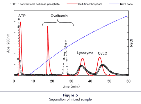 Protein separation pattern of Cellufine Phosphate