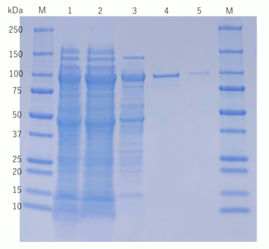 SDS-PAGE after purification of Cellufine Phosphate