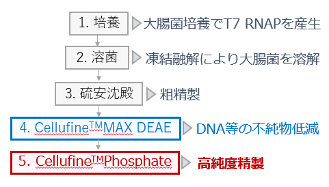 T7RNAPの精製プロセス