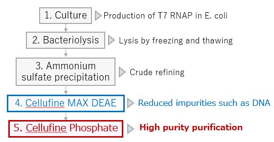 T7RNAP 정제 공정