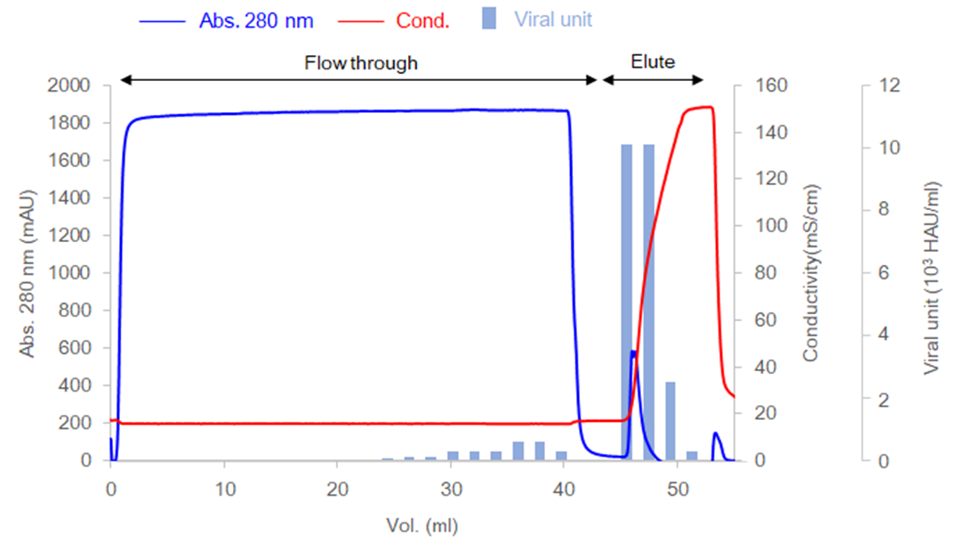 Beispiel für die Reinigung des humanen Coronavirus (OC43)