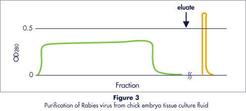Rabies virus purification data with Cellufine Sulfate