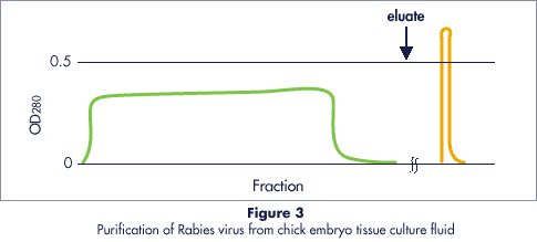 Beispiel für die Reinigung des Tollwutvirus