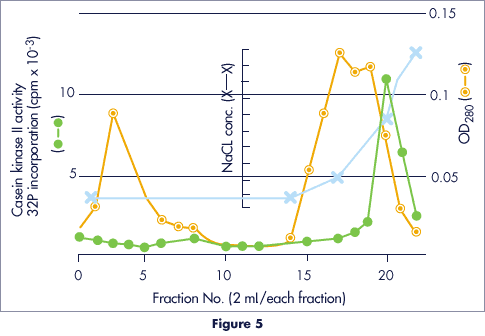 Purification data of casein kinase II from bovine thymus with Cellufine Sulfate