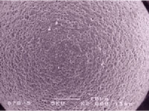 Cellufine的SEM照片、表面有无数呈纤维状的孔洞