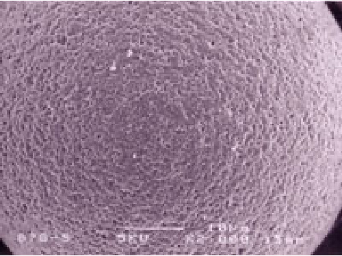 Elektronenmikroskopisches Foto von Cellufine, die Oberfläche ist faserig und weist unzählige Poren auf.