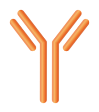Antibody