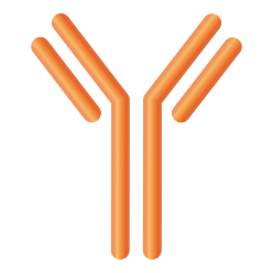 Antibody